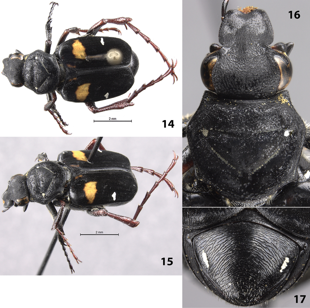 Five New Species Of Trigonopeltastes Burmeister And Schaum From