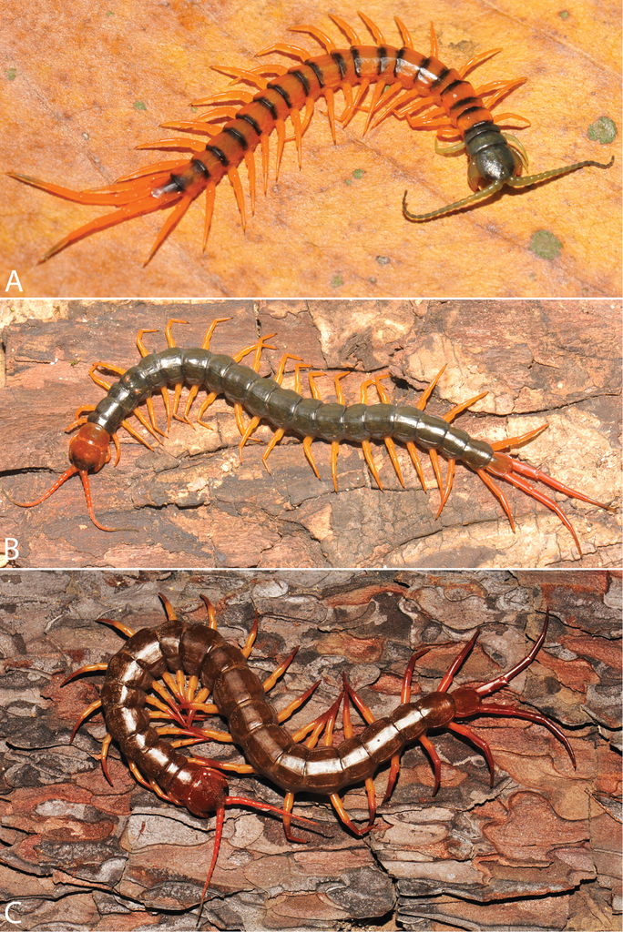 A Taxonomic Review Of The Centipede Genus Scolopendra Linnaeus 1758 Scolopendromorpha Scolopendridae In Mainland Southeast Asia With Description Of A New Species From Laos