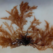 Records of the non‐native alga Acanthophora s ...