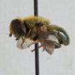 Hoverflies of the Timon-David collection ...