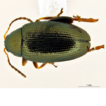 Palearctic flea beetle and pest of hops ...