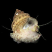 Checklist of the marine malacofauna of ...