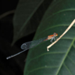 Diversity of an Odonata assemblage from ...