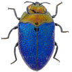 The Buprestidae (Coleoptera, Buprestoidea) ...