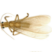 Three new synonyms of the genus Kamimuria ...