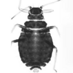 Unveiling hidden diversity: new records ...
