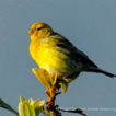Biodiversity insights from BioBlitz Surveys ...