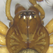 A new species of Neoantistea Gertsch, ...