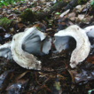 The genus Boletopsis (Bankeraceae, Thelephorales) ...
