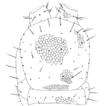 Redescription of Mesoschendyla javanica ...