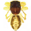 A new species of the genus Chinattus ...