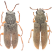A remarkable new species of Picolistrus ...