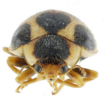 A new species of the genus Afissa Dieke, ...