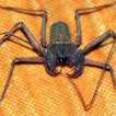 First report of a Tailless Whip Scorpion ...