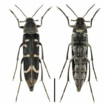 Stenoxylita quadrifasciata sp. nov. (Coleoptera, ...