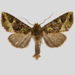 A new species of winter noctuid moth ...