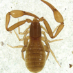 First report of the family Ideoroncidae ...