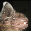 Bat diversity in the Cuc Phuong National ...