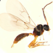 A new species of genus Monoctonus (Hymenoptera, ...