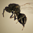 Hymenopteran parasitoids reared from ...