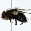 New faunistic data on Diptera (Hexapoda, ...