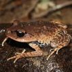 New records of amphibians from Ha Tinh ...