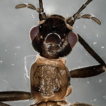 A new species of Rhopalopsole (Plecoptera, ...