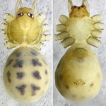 A new spider species of Belisana Thorell, ...