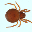 Ground spiders (Chelicerata, Araneae) ...