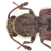 New records of powder-post beetles (Coleoptera, ...