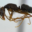 Further records of social parasitic ants ...