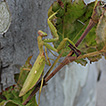 A new alien mantis in Italy: is the Indochina ...