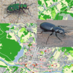 Ground beetles (Carabidae) in urban habitats ...