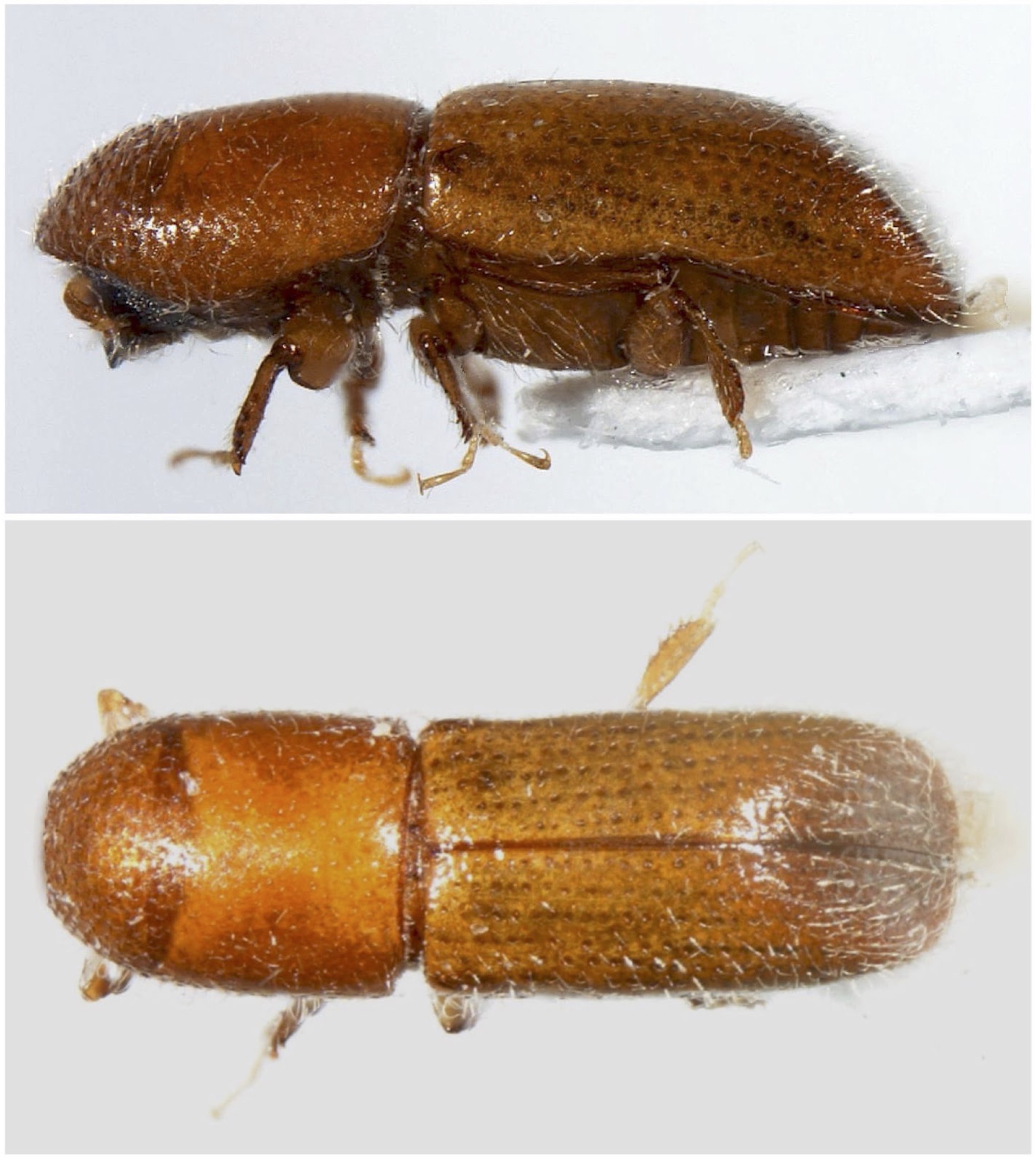 New species and new records of exotic Scolytinae (Coleoptera, Curculionidae) in Europe