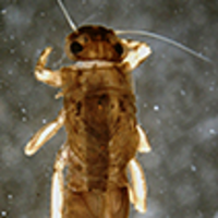 A new record of Potamanthellus caenoides Ulmer 1939 (Ephemeroptera ...